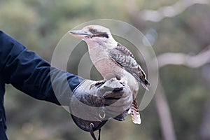 Portrait of a laughing kookaburra ,dacelo novaeguineae, with big beak sitting on the leather trainer`s glove. Blue