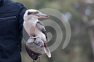 Portrait of a laughing kookaburra ,dacelo novaeguineae, with big beak sitting on the leather trainer`s glove. Blue