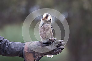 Portrait of a laughing kookaburra ,dacelo novaeguineae, with big beak sitting on the leather trainer`s glove. Blue