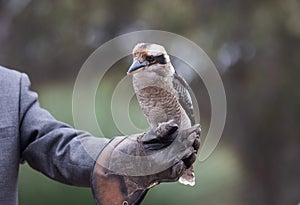 Portrait of a laughing kookaburra ,dacelo novaeguineae, with big beak sitting on the leather trainer`s glove. Blue