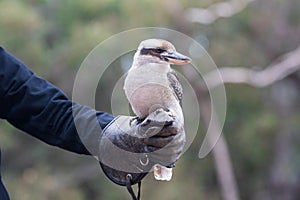 Portrait of a laughing kookaburra ,dacelo novaeguineae, with big beak sitting on the leather trainer`s glove. Blue