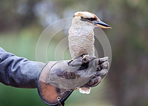 Portrait of a laughing kookaburra ,dacelo novaeguineae, with big beak sitting on the trainer's glove. Blue-winged kookaburra.
