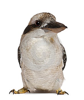 Portrait of Laughing Kookaburra, Dacelo novaeguineae, a carnivorous bird in the kingfisher family