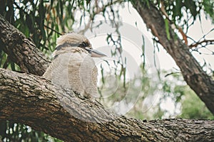Portrait of Laughing Kookaburra on a tree.