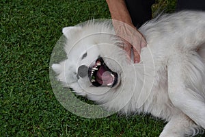 Portrait of a laughing young samoyed dog