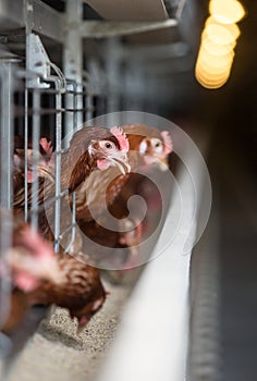 Portrait of a laying hen