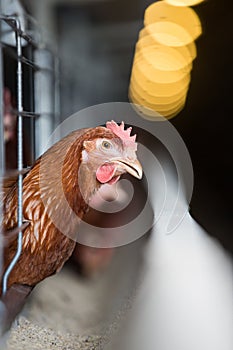 Portrait of a laying hen