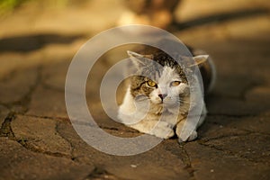 Portrait of a lazy cat resting on a sunny road