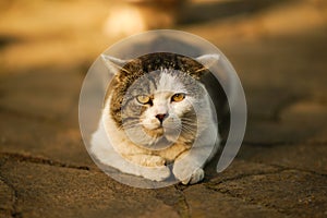 Portrait of a lazy fat cat resting in a sunny road