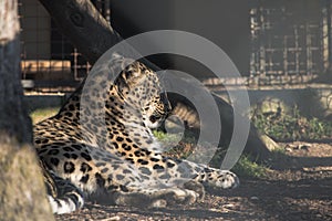 Portrait of lazy lying persian leopard in sunlight