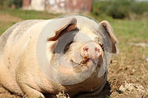 Portrait of lazy sow