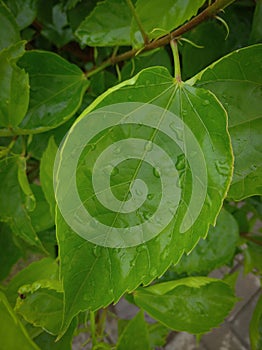 A portrait of leaves wet from the rain