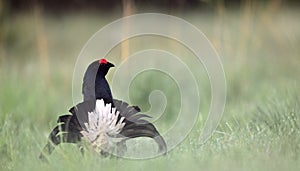 Portrait of a lekking black grouse (Tetrao tetrix)