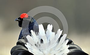 Portrait of a lekking black grouse (Tetrao tetrix)