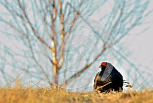 Portrait of a lekking black grouse (Tetrao tetrix)