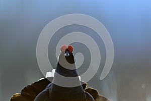 Portrait of a lekking black grouse (Tetrao tetrix)