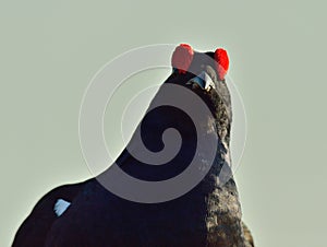 Portrait of a lekking black grouse (Tetrao tetrix)