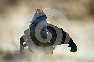 Portrait of a lekking black grouse (Tetrao tetrix)