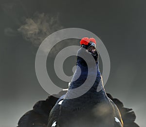 Portrait of a lekking black grouse (Tetrao tetrix) with steam breath.