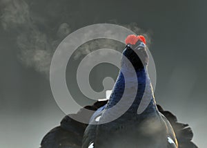 Portrait of a lekking black grouse (Tetrao tetrix) with steam breath.