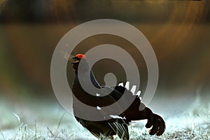 Portrait of a lekking black grouse (Tetrao tetrix) with steam breath.