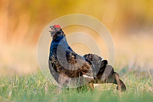 Portrait of a lekking black grouse (Tetrao tetrix) Sunrise . Early morning. Forest.