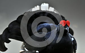 Portrait of a lekking black grouses (Tetrao tetrix)