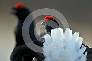 Portrait of a lekking black grouses (Tetrao tetrix)