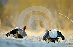 Portrait of a lekking black grouses (Tetrao tetrix)