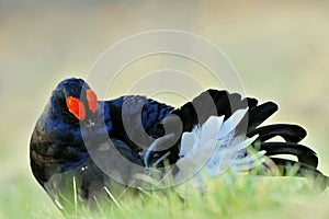 Portrait of a lekking black grouses (Tetrao tetrix).