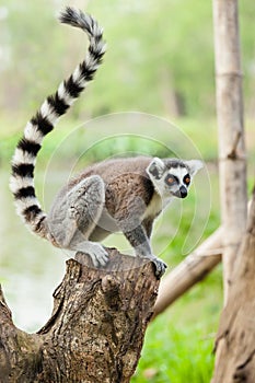 The portrait of Lemur