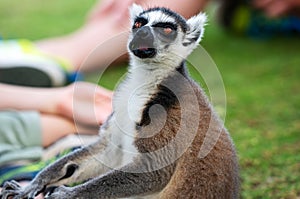 Portrait of lemur