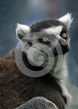 Portrait of a lemur