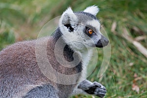 Portrait of a Lemur