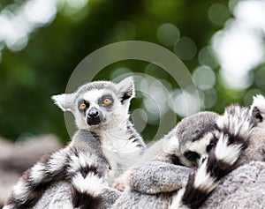 Portrait of a lemurien maki catta