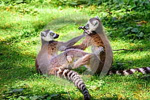 Portrait of Lemurs playing on the grass
