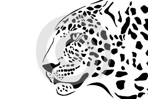 Portrait of leopard