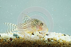 Portrait of a Leopard Corydoras