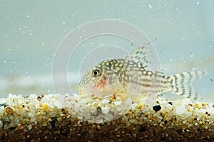 Portrait of a Leopard Corydoras