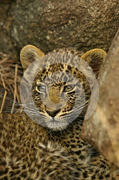 Portrait of Leopard cub