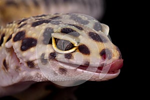 Portrait of leopard gecko