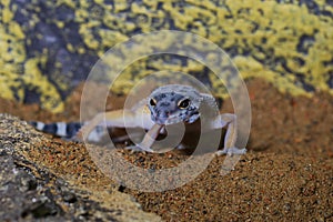 Portrait of the leopard gecko Eublepharis macularius on sand