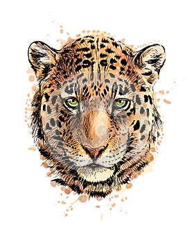 Portrait of a leopard head from a splash of watercolor