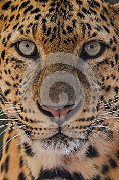 Portrait of leopard with intense eyes