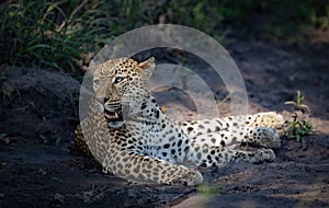 Portrait of a leopard in its natural habitat in Kruger National Park