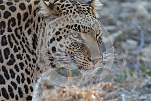 Portrait of A leopard Kruger National PArk