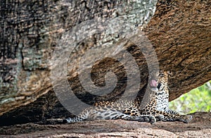 A portrait of a leopard lying in a rock, licking it`s lips.