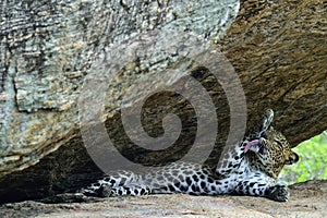 A portrait of a leopard lying in a rock while licking self
