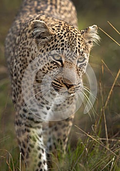 Portrait of a leopard, Masai Mara