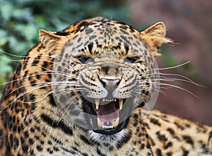 Portrait of leopard, panthera pardus japonensis